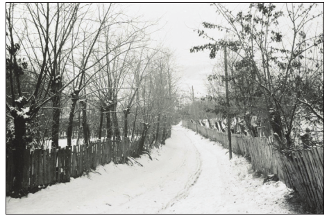 Nekada čest zgled resničke ulice, taraba kombinovana sa bagremovim stablima, 1967. godine