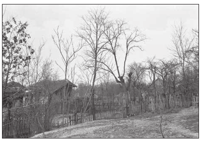 Seoski sokak sa tarabom