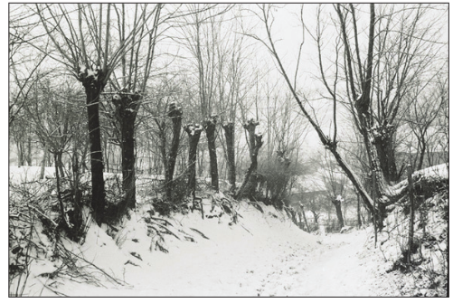 Sokak sa živom ogradom od bagremovih stabala, 1967. godine